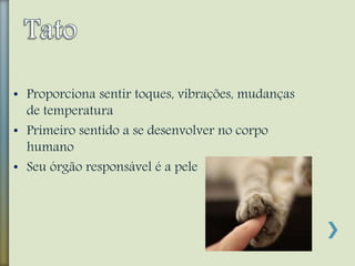 • Proporciona sentir toques, vibrações, mudanças
de temperatura
• Primeiro sentido a se desenvolver no corpo
humano
• Seu órgão responsável é a pele
 