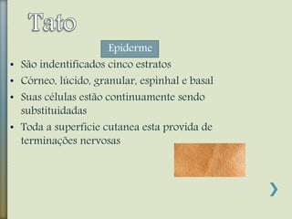 Epiderme
• São indentificados cinco estratos
• Córneo, lúcido, granular, espinhal e basal
• Suas células estão continuamente sendo
substituidadas
• Toda a superficie cutanea esta provida de
terminações nervosas
 