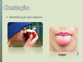 • Identificação dos sabores
Língua
 