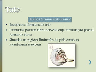 Bulbos terminais de Krause
• Receptores térmicos de frio
• Formados por um fibra nervosa cuja terminação possui
forma de clava
• Situadas ns regiões limítrofes da pele como as
membranas mucosas
 