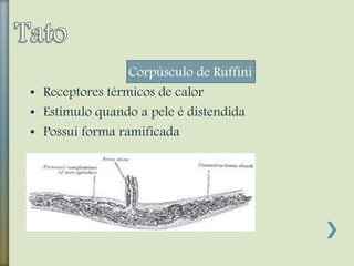 Corpúsculo de Ruffini
• Receptores térmicos de calor
• Estímulo quando a pele é distendida
• Possui forma ramificada
 