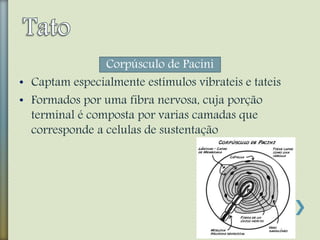 Corpúsculo de Pacini
• Captam especialmente estímulos vibrateis e tateis
• Formados por uma fibra nervosa, cuja porção
terminal é composta por varias camadas que
corresponde a celulas de sustentação
 