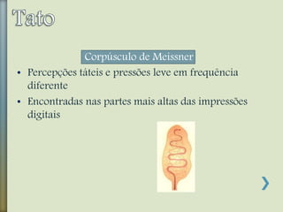 Corpúsculo de Meissner
• Percepções táteis e pressões leve em frequência
diferente
• Encontradas nas partes mais altas das impressões
digitais
 