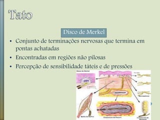Disco de Merkel
• Conjunto de terminações nervosas que termina em
pontas achatadas
• Encontradas em regiões não pilosas
• Percepção de sensibilidade táteis e de pressões
 