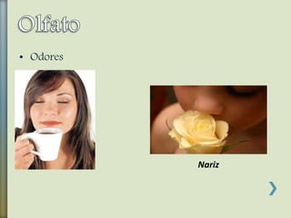• Odores
Nariz
 