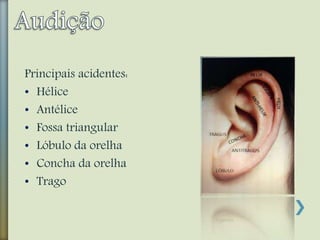 Principais acidentes:
• Hélice
• Antélice
• Fossa triangular
• Lóbulo da orelha
• Concha da orelha
• Trago
 