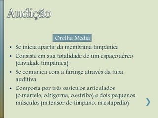 Orelha Média
• Se inicia apartir da membrana timpânica
• Consiste em sua totalidade de um espaço aéreo
(cavidade timpânica)
• Se comunica com a faringe através da tuba
auditiva
• Composta por três ossículos articulados
(o.martelo, o.bigorna, o.estribo) e dois pequenos
músculos (m.tensor do tímpano, m.estapédio)
 