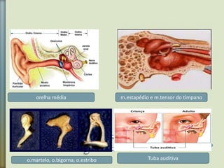 orelha média m.estapédio e m.tensor do timpano
o.martelo, o.bigorna, o.estribo Tuba auditiva
 