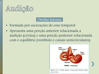 Orelha Interna
• Formada por escavações do osso temporal
• Apresenta uma porção anterior relacionada a
audição (cóclea) e uma porção posterior relacionada
com o equilibrio (vestíbulo e canais semicirculares)
 