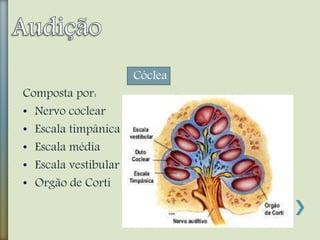 Cóclea
Composta por:
• Nervo coclear
• Escala timpânica
• Escala média
• Escala vestibular
• Orgão de Corti
 