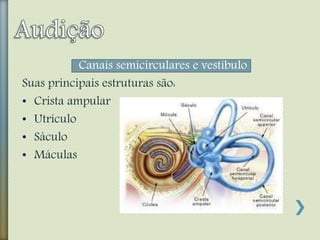 Canais semicirculares e vestíbulo
Suas principais estruturas são:
• Crista ampular
• Utrículo
• Sáculo
• Máculas
 