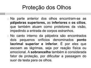 Proteção dos Olhos
 Na parte anterior dos olhos encontram-se as
pálpebras superiores, as inferiores e os cílios,
que também atuam como protetores da visão,
impedindo a entrada de corpos estranhos.
 No canto interno da pálpebra são encontrados
dois pequenos orifícios denominados ponto
lacrimal superior e inferior. É por eles que
escoam as lágrimas, seja por reação física ou
emocional. A sobrancelha também é considerada
fator de proteção, por dificultar a passagem do
suor da testa para os olhos.
 