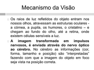 Mecanismo da Visão
 Os raios de luz refletidos do objeto entram nos
nossos olhos, atravessam as estruturas oculares -
a córnea, a pupila, os humores, o cristalino – e
chegam ao fundo do olho, até a retina, onde
existem células sensíveis a luz.
 A imagem transformada em impulsos
nervosos, é enviada através do nervo óptico
ao cérebro. No cérebro as informações (cor,
forma, tamanho e posição) são “interpretadas”
fazendo com que a imagem do objeto em foco
seja vista na posição correta.
 
