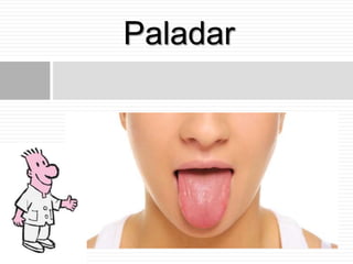 Paladar
 