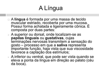 A Língua
 A língua é formada por uma massa de tecido
muscular estriado, recoberta por uma mucosa.
Possui forma achatada e ligeiramente cônica. É
composta por duas partes:
 A superior ou dorsal, onde localizam-se as
papilas linguais ou gustativas, cujas
terminações nervosas transmitem a sensação do
gosto – processo em que a saliva representa
importante função, haja vista que sua viscosidade
favorece a captação dos estímulos;
 A inferior ou ventral, que pode ser vista quando se
eleva a ponta da língua em direção ao palato (céu
da boca).
 