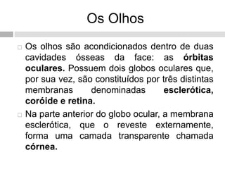 Os Olhos
 Os olhos são acondicionados dentro de duas
cavidades ósseas da face: as órbitas
oculares. Possuem dois globos oculares que,
por sua vez, são constituídos por três distintas
membranas denominadas esclerótica,
coróide e retina.
 Na parte anterior do globo ocular, a membrana
esclerótica, que o reveste externamente,
forma uma camada transparente chamada
córnea.
 