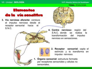 VII - Unidad : BIOLOGÍA
TEMA: ZOOLOGÍA
I.E.P «Nuestra Señora de Guadalupe»
1. Órgano sensorial: estructura formada
por receptores sensoriales y células no
sensoriales.
2. Receptor sensorial: capta el
estímulo y lo transforma en
impulso nervioso.
4. Centro nervioso: región del
S.N.C. donde se realiza la
transformación del impulso
nervioso en sensaciones.
3. Vía nerviosa aferente: conduce
el impulso nervioso desde el
receptor sensorial hacia el
S.N.C.
 
