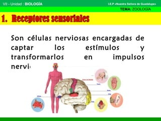VII - Unidad : BIOLOGÍA
TEMA: ZOOLOGÍA
I.E.P «Nuestra Señora de Guadalupe»
Son células nerviosas encargadas de
captar los estímulos y
transformarlos en impulsos
nerviosos.
 