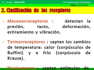 VII - Unidad : BIOLOGÍA
TEMA: ZOOLOGÍA
I.E.P «Nuestra Señora de Guadalupe»
- Mecanorreceptores : detectan la
presión, tacto, deformación,
estiramiento y vibración.
- Termorreceptores : captan los cambios
de temperatura: calor (corpúsculos de
Ruffini) y e frío (corpúsculo de
Krause).
- Nociceptores : captan estímulos de
 