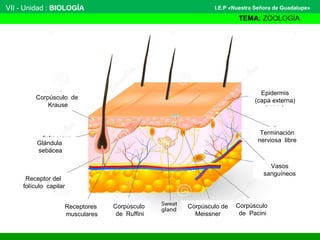 VII - Unidad : BIOLOGÍA
TEMA: ZOOLOGÍA
I.E.P «Nuestra Señora de Guadalupe»
Corpúsculo de
Krause
Corpúsculo
de Pacini
Corpúsculo
de Ruffini
Glándula
sebácea
Receptor del
folículo capilar
Terminación
nerviosa libre
Epidermis
(capa externa)
Vasos
sanguíneos
Receptores
musculares
Corpúsculo de
Meissner
 