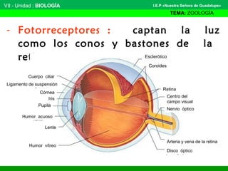 VII - Unidad : BIOLOGÍA
TEMA: ZOOLOGÍA
I.E.P «Nuestra Señora de Guadalupe»
- Fotorreceptores : captan la luz
como los conos y bastones de la
retina. Esclerótico
Coroides
Retina
Centro del
campo visual
Nervio óptico
Arteria y vena de la retina
Disco óptico
Humor vítreo
Lente
Humor acuoso
Pupila
Iris
Córnea
Ligamento de suspensión
Cuerpo ciliar
 