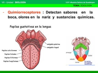 VII - Unidad : BIOLOGÍA
TEMA: ZOOLOGÍA
I.E.P «Nuestra Señora de Guadalupe»
- Quimiorreceptores : Detectan sabores en la
boca, olores en la nariz y sustancias químicas.
 