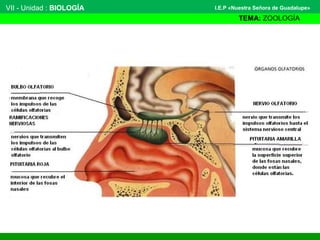 VII - Unidad : BIOLOGÍA
TEMA: ZOOLOGÍA
I.E.P «Nuestra Señora de Guadalupe»
 