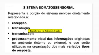 Transformar em Potencial de ação
 
