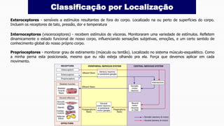 Classificação por Localização
Exteroceptores - sensíveis a estímulos resultantes de fora do corpo. Localizado na ou perto de superfícies do corpo.
Incluem os receptores de tato, pressão, dor e temperatura
Internoceptores (visceroceptores) - recebem estímulos de vísceras. Monitoraram uma variedade de estímulos. Refletem
dinamicamente o estado funcional de nosso corpo, influenciando sensações subjetivas, emoções, e um certo sentido de
conhecimento global do nosso próprio corpo.
Proprioceptores - monitorar grau de estiramento (músculo ou tentão). Localizado no sistema músculo-esquelético. Como
a minha perna esta posicionada, mesmo que eu não esteja olhando pra ela. Força que devemos aplicar em cada
movimento.
 