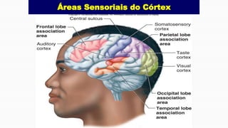 Áreas Sensoriais do Córtex
 