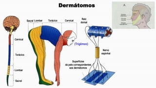 (Trigêmeo)
Dermátomos
 