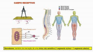 CAMPO RECEPTIVO
Dermátomo: território de inervação de uma única raiz sensitiva (1 segmento acima + 1 segmento abaixo)
 