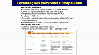Corpúsculos de Meissner
•Terminação nervosa em espiral cercado por células de Schwann
•Ocorrer nas papilas dérmicas de áreas sem pêlos da pele
•Receptores adaptam rapidamente para tato discriminativo
Corpúsculos de Pacini
•Terminação nervosa única cercado por camadas de células de Schwann
•Ocorre na hipoderme
•Sensível à pressão profunda - receptores adaptam rapidamente
Corpúsculos de Ruffini
•Localizado na derme e respondem à pressão
•Monitoram a pressão contínua sobre a pele – adaptação lenta
Terminações Nervosas Encapsulada
 