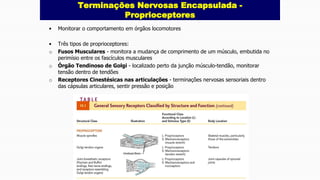 • Monitorar o comportamento em órgãos locomotores
• Três tipos de proprioceptores:
o Fusos Musculares - monitora a mudança de comprimento de um músculo, embutida no
perimísio entre os fascículos musculares
o Órgão Tendinoso de Golgi - localizado perto da junção músculo-tendão, monitorar
tensão dentro de tendões
o Receptores Cinestésicas nas articulações - terminações nervosas sensoriais dentro
das cápsulas articulares, sentir pressão e posição
Terminações Nervosas Encapsulada -
Proprioceptores
 