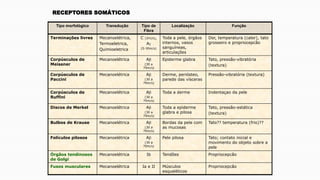 Tipo morfológico Transdução Tipo de
Fibra
Localização Função
Terminações livres Mecanoelétrica,
Termoeletrica,
Quimioeletrica
C (2m/s),
A
(5-30m/s)
Toda a pele, órgãos
internos, vasos
sanguíneas,
articulações
Dor, temperatura (calor), tato
grosseiro e propriocepcão
Corpúsculos de
Meissner
Mecanoelétrica A
(30 a
70m/s)
Epiderme glabra Tato, pressão-vibratória
(textura)
Corpúsculos de
Paccini
Mecanoelétrica A
(30 a
70m/s)
Derme, periósteo,
parede das vísceras
Pressão-vibratória (textura)
Corpúsculos de
Ruffini
Mecanoelétrica A
(30 a
70m/s)
Toda a derme Indentaçao da pele
Discos de Merkel Mecanoelétrica A
(30 a
70m/s)
Toda a epiderme
glabra e pilosa
Tato, pressão-estática
(textura)
Bulbos de Krause Mecanoelétrica A
(30 a
70m/s)
Bordas da pele com
as mucosas
Tato?? temperatura (frio)??
Folículos pilosos Mecanoelétrica A
(30 a
70m/s)
Pele pilosa Tato; contato inicial e
movimento do objeto sobre a
pele
Órgãos tendinosos
de Golgi
Mecanoelétrica Ib Tendões Propriocepcão
Fusos musculares Mecanoelétrica Ia e II Músculos
esqueléticos
Propriocepcão
RECEPTORES SOMÁTICOS
 