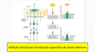 Inibição lateral para localização específica do ponto doloroso
 