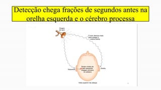 Detecção chega frações de segundos antes na
orelha esquerda e o cérebro processa
 