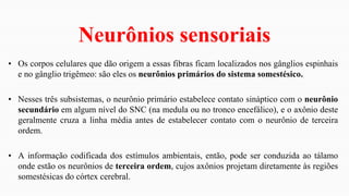 Neurônios sensoriais
• Os corpos celulares que dão origem a essas fibras ficam localizados nos gânglios espinhais
e no gânglio trigêmeo: são eles os neurônios primários do sistema somestésico.
• Nesses três subsistemas, o neurônio primário estabelece contato sináptico com o neurônio
secundário em algum nível do SNC (na medula ou no tronco encefálico), e o axônio deste
geralmente cruza a linha média antes de estabelecer contato com o neurônio de terceira
ordem.
• A informação codificada dos estímulos ambientais, então, pode ser conduzida ao tálamo
onde estão os neurônios de terceira ordem, cujos axônios projetam diretamente às regiões
somestésicas do córtex cerebral.
 