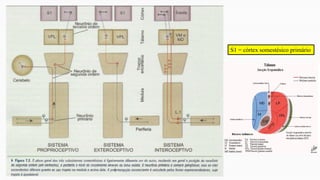 S1 = córtex somestésico primário
 
