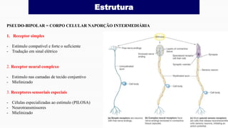 Estrutura
PSEUDO-BIPOLAR = CORPO CELULAR NAPORÇÃO INTERMEDIÁRIA
1. Receptor simples
- Estímulo compatível e forte o suficiente
- Tradução em sinal elétrico
2. Receptor neural complexo
- Estimulo nas camadas de tecido conjuntivo
- Mielinizado
3. Receptores sensoriais especiais
- Células especializadas ao estímulo (PILOSA)
- Neurotransmissores
- Mielinizado
 