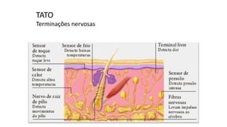 TATO
Terminações nervosas
 