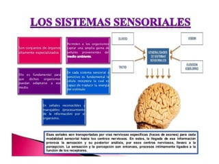 Sistema sensorial
