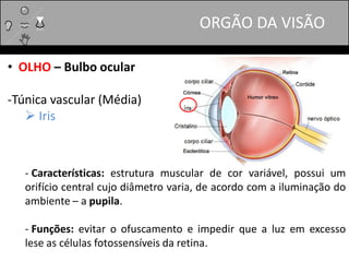 • OLHO – Bulbo ocular
-Túnica vascular (Média)
 Iris
- Características: estrutura muscular de cor variável, possui um
orifício central cujo diâmetro varia, de acordo com a iluminação do
ambiente – a pupila.
- Funções: evitar o ofuscamento e impedir que a luz em excesso
lese as células fotossensíveis da retina.
ORGÃO DA VISÃO
 