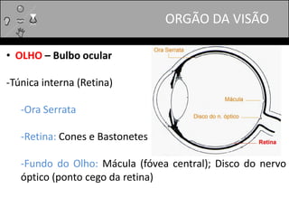 • OLHO – Bulbo ocular
-Túnica interna (Retina)
-Ora Serrata
-Retina: Cones e Bastonetes
-Fundo do Olho: Mácula (fóvea central); Disco do nervo
óptico (ponto cego da retina)
ORGÃO DA VISÃO
 