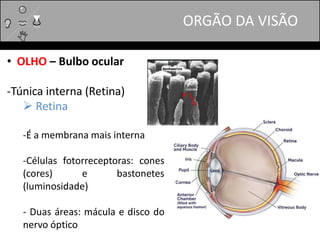 • OLHO – Bulbo ocular
-Túnica interna (Retina)
 Retina
-É a membrana mais interna
-Células fotorreceptoras: cones
(cores) e bastonetes
(luminosidade)
- Duas áreas: mácula e disco do
nervo óptico
ORGÃO DA VISÃO
 