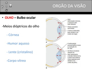 • OLHO – Bulbo ocular
-Meios dióptricos do olho
- Córnea
-Humor aquoso
- Lente (cristalino)
-Corpo vítreo
ORGÃO DA VISÃO
 