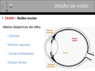 • OLHO – Bulbo ocular
-Meios dióptricos do olho
- Córnea
-Humor aquoso
- Lente (cristalino)
-Corpo vítreo
ORGÃO DA VISÃO
 