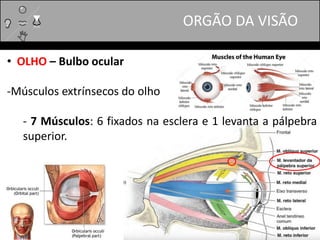 ORGÃO DA VISÃO
• OLHO – Bulbo ocular
-Músculos extrínsecos do olho
- 7 Músculos: 6 fixados na esclera e 1 levanta a pálpebra
superior.
 