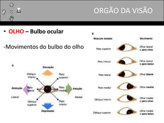 ORGÃO DA VISÃO
• OLHO – Bulbo ocular
-Movimentos do bulbo do olho
 