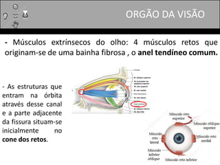 - Músculos extrínsecos do olho: 4 músculos retos que
originam-se de uma bainha fibrosa , o anel tendíneo comum.
ORGÃO DA VISÃO
- As estruturas que
entram na órbita
através desse canal
e a parte adjacente
da fissura situam-se
inicialmente no
cone dos retos.
 